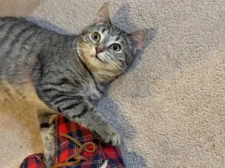 Eleanor