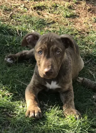 Gus