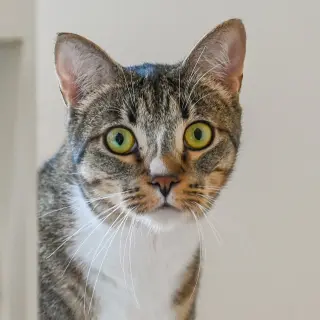 Gretchen