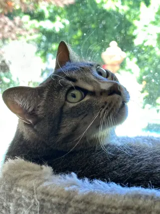 Gretchen
