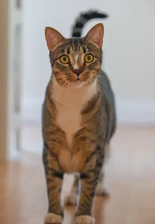 Gretchen