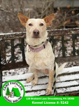 Elsa
