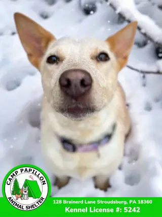 Elsa