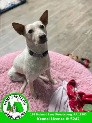 Elsa