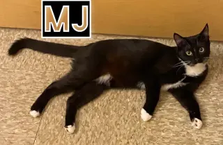 MJ