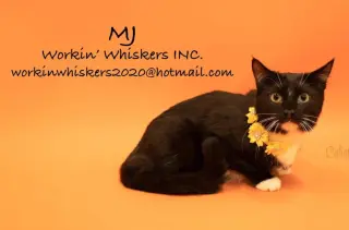 MJ