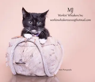 MJ