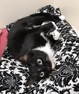 MJ