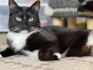 MJ