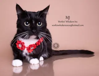 MJ