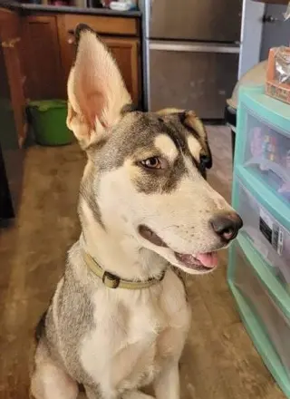 Zia