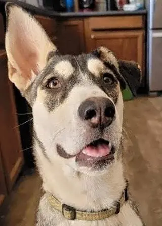 Zia