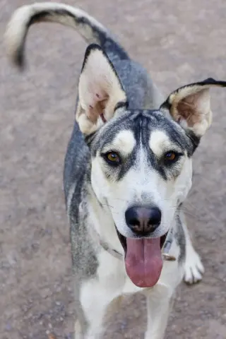 Zia