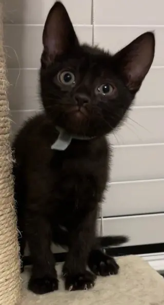 Noel