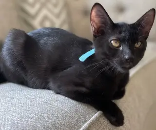 Noel