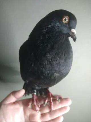 Cortez