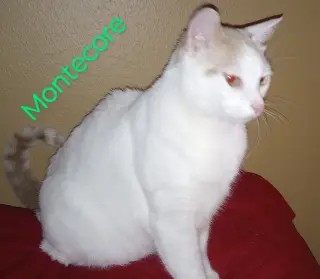 MONTECOR