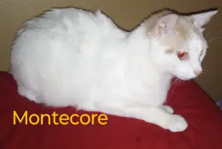 MONTECOR