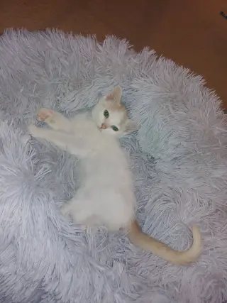 MONTECOR