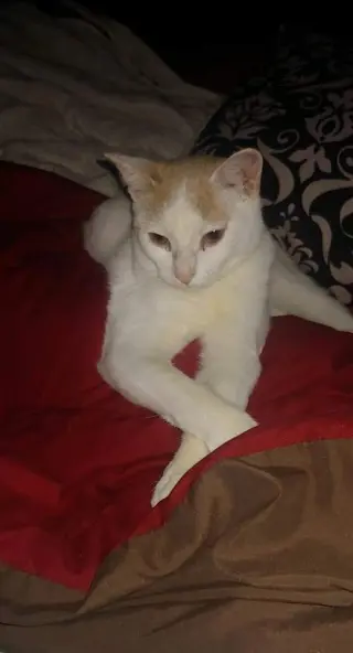 MONTECOR