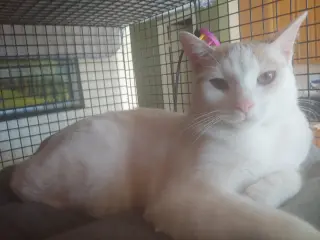 MONTECOR