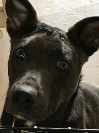 Jonah