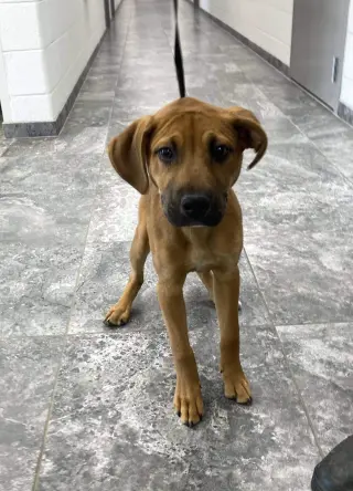 Fergus
