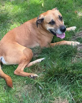 Fergus