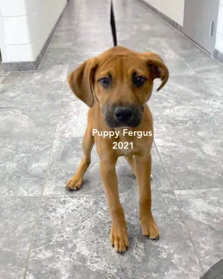 Fergus