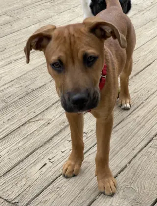 Fergus