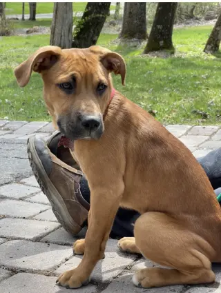 Fergus