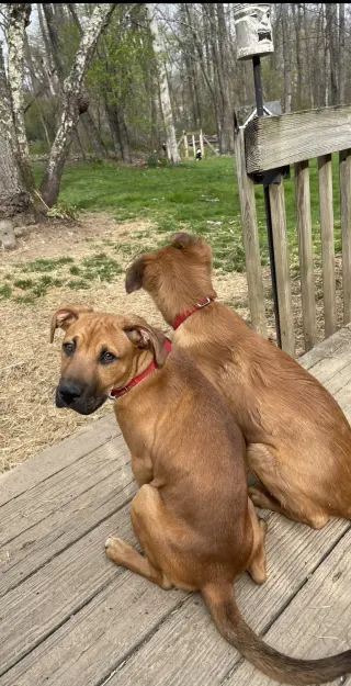 Fergus