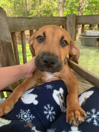 Fergus
