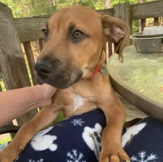 Fergus