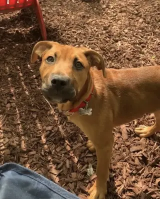 Fergus