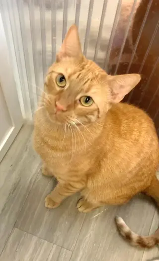 Nugget