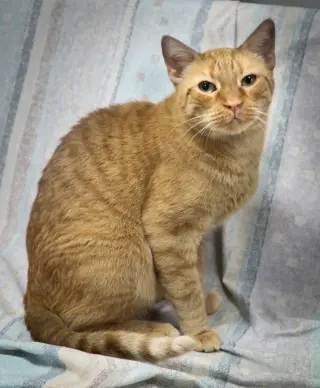 Nugget