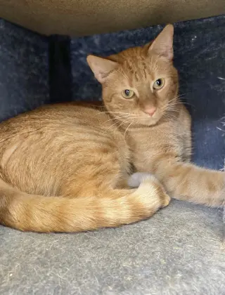 Nugget