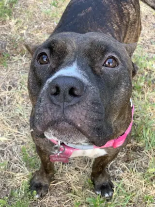 Lexi