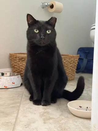 Captain Ozzy