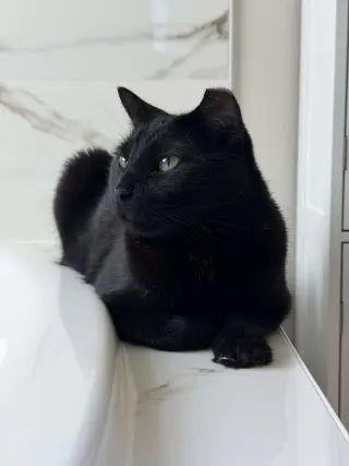 Captain Ozzy