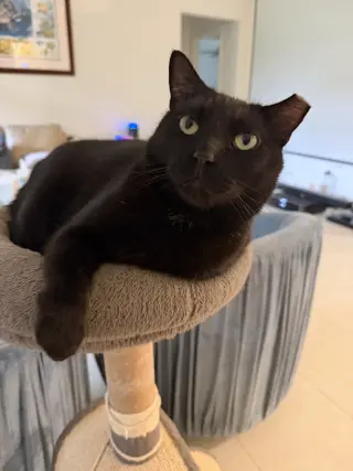 Captain Ozzy