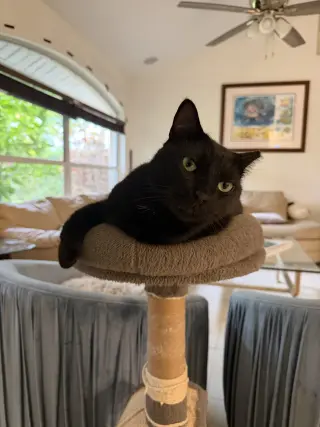 Captain Ozzy
