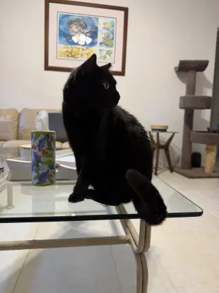 Captain Ozzy