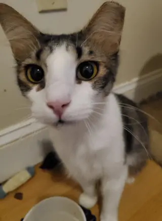 Carlii