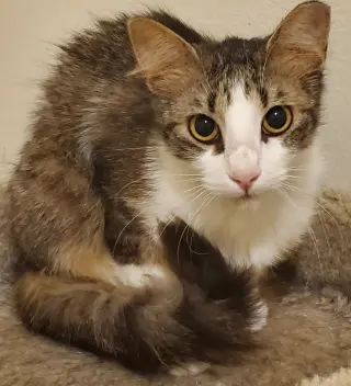 Carlii