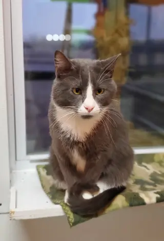 Dexter