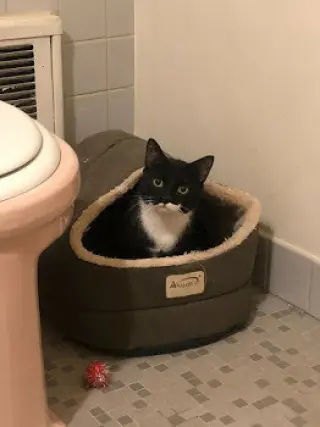 Oreo