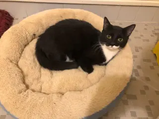 Oreo