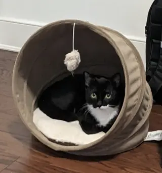 Oreo